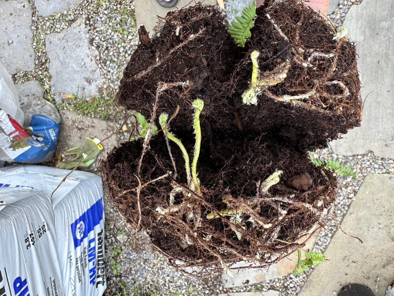 butterfly-cut-roots-pot-bound – 1000 Islands Master Gardeners