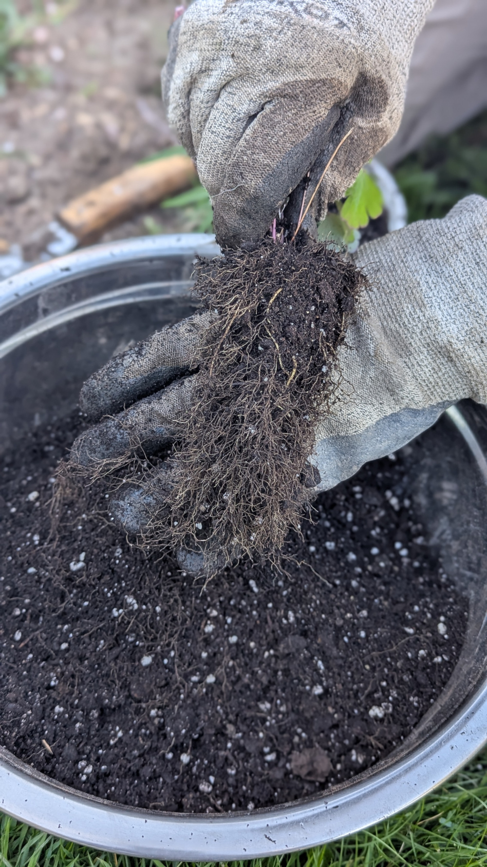 Columbine Roots columbine-roots-ready-to-plant – 1000 Islands Master Gardeners
